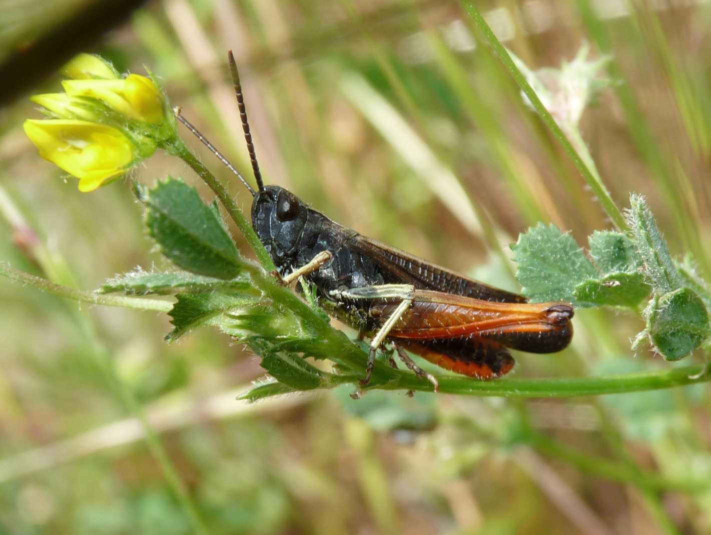 Omocestus rufipes?